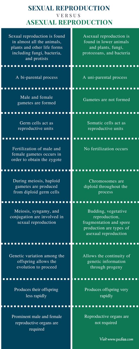 Asexual Reproduction In Animals, Types Of Asexual Reproduction, Asexual Reproduction, Somatic Cell, Vegetative Reproduction, Science Room, Genetic Variation, Biology Facts, Study Tips For Students