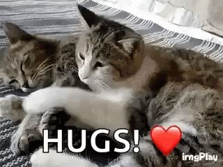 Cat Hug GIF - Cat Hug Love - Discover & Share GIFs Two Cats, Gif