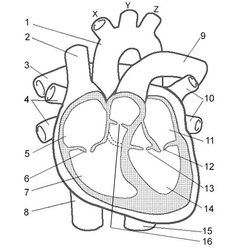 Label the Heart Human Heart Diagram, Heart Structure, Heart Diagram, Anatomy Coloring Book, Heart Anatomy, Matter Science, Heart Coloring Pages, Heart Printable, Human Body Systems