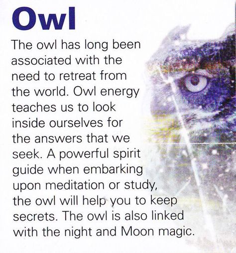 Owl Sanna Ord, Animal Meanings, Animal Spirit Guide, Tattoo Animal, Animal Spirit Guides, Animal Medicine, Spirit Art, Animal Guides, Doreen Virtue