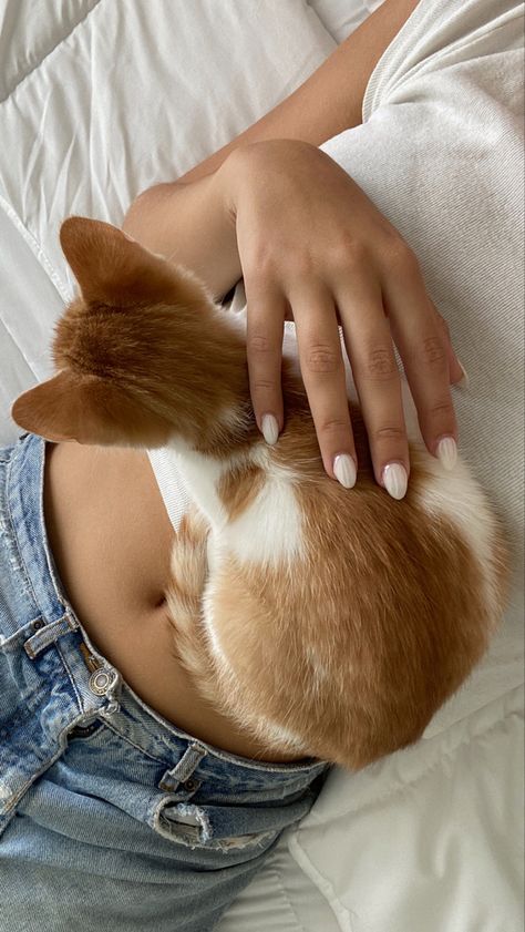 Getting A Cat Aesthetic, Person With Cat Aesthetic, Kitten Photoshoot, Cute Cat Orange, Orange Cat Aesthetic, Ginger Cats Aesthetic, Orange White Cat, Ginger Kitten Aesthetic, Black Cat And Ginger Cat Aesthetic