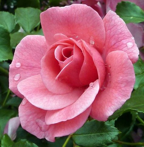 Pink Rose Rose Reference, Kristina Webb, Blooming Rose, Beautiful Rose Flowers, Exotic Flowers, Flowers Nature, Flower Photos, Flower Pictures, Amazing Flowers