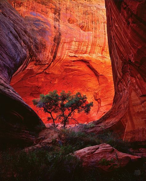 Sheltered Life by Michael Fatali Red Canyon, Landscape Photography Tips, Foto Art, Red Rock, Beautiful Photography, Mother Earth, Geology, The Light, The Great Outdoors