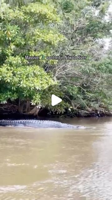 Ashfaq Ahmed on Instagram: "A Massive crocodile has been spotted by a river safari boat operates in Nilwala River and this video has been making viral headlines in many national and international channels

Credits : Nilwala Crocodile Watching Safari (Fb page)

#srilanka #sosrilanka #srilankadaily #srilankatravel #srilanka🇱🇰 #aroundceylon #explorepage #trending #crocodile #alligator #reptiles #cros #animals #animallovers" Crocodile Animal, Saltwater Crocodile, Sri Lanka Travel, Crocodiles, Fb Page, Reptiles, Alligator, Instagram A, Animals