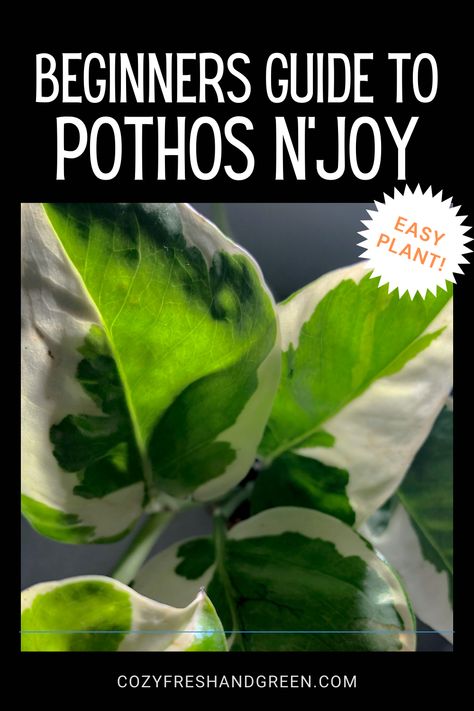 Pothos N Joy, Best Indoor Plants For Beginners, N Joy Pothos, Indoor Plants For Beginners, N'joy Pothos, Pothos Care, N’joy Pothos, Indoor Plant Care Guide, Pothos Plant Care