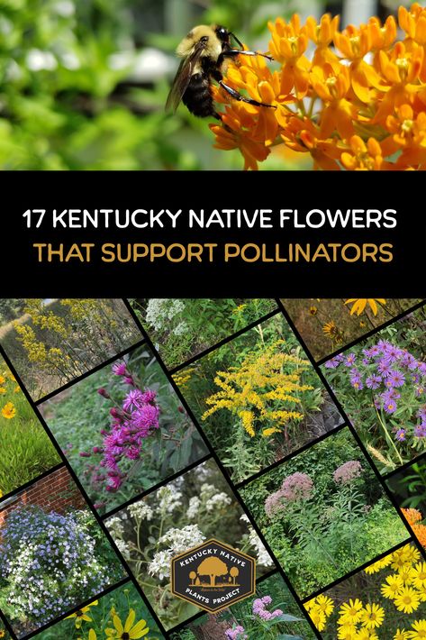 kentucky native flowers that support pollinators Kentucky Native Landscaping, Native Kentucky Flowers, Native Kentucky Plants, Kentucky Landscaping Front Yard, Kentucky Native Plants, Kentucky Gardening, Kentucky Homestead, Kentucky Wildflowers, Kentucky Flowers