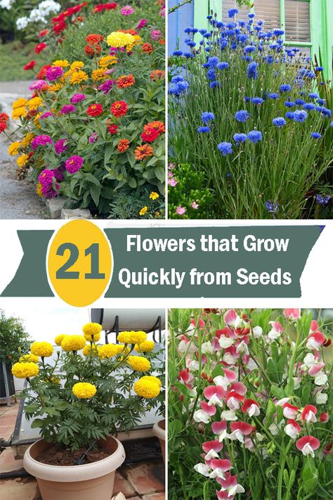 Looking to add some colorful and vibrant flowers to your garden quickly? Check out our guide on Flowers that Grow Quickly from Seeds. Flower Garden Diy Ideas, What Flowers To Plant Together In A Pot, Seed Flower Garden, Flowers In Garden Ideas, Planting Wild Flowers Seeds, Flowers Around Garden, Flowers To Plant In May, How To Grow Flowers In Pots, How To Plant Flower Seeds