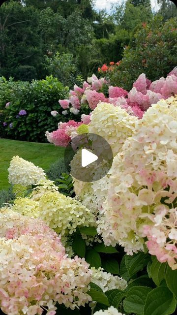 Gabi Engel on Instagram: "#hydrangea #hortensien #rispenhortensie #hortensienliebe #bauernhortensie #gartenliebe #meingrünermoment #nature #blütenzauber #meinschönergarten #staudenliebe #staudengarten #landhausgarten #gardeninspiration #homeandgarden #countrygarden #gartenimpressionen #garden #ogród #trädgårdsinspiration #trädgård
#welcometomygarden #mycottagegarden" Hydrangea And Roses Garden, Roses Hydrangea Garden, Flower Garden Hydrangea, Hortensia Garden, Tidbit Hydrangea, Hydrangea, Garden Design, Yard, Plants