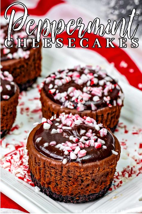 Peppermint Chocolate Cheesecake, Chocolate Peppermint Cheesecake, Petite Desserts, Cheesecake Cups Recipe, Chocolate Cheesecake Bites, Peppermint Dessert, Cannoli Dip, Season Recipes, Clean Desserts