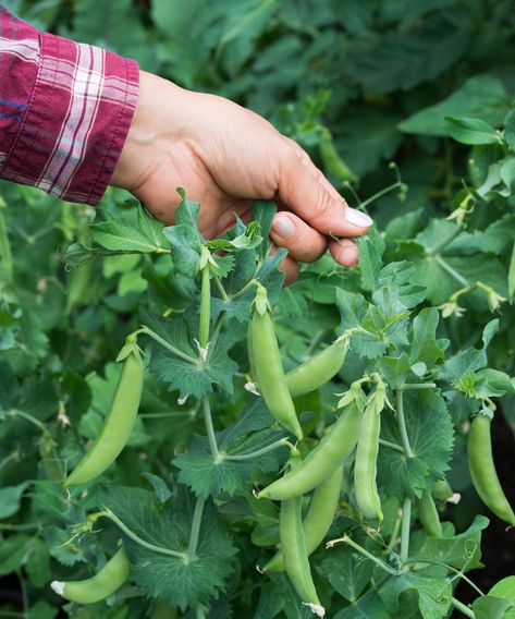 How to grow sugar snap peas in your vegetable garden | Growing Snap Peas, Sugar Snap Peas Growing, Snap Peas Garden, Vine Fence, Pea Plant, Thriving Garden, Sugar Snap Peas, Snap Peas, Garden Club