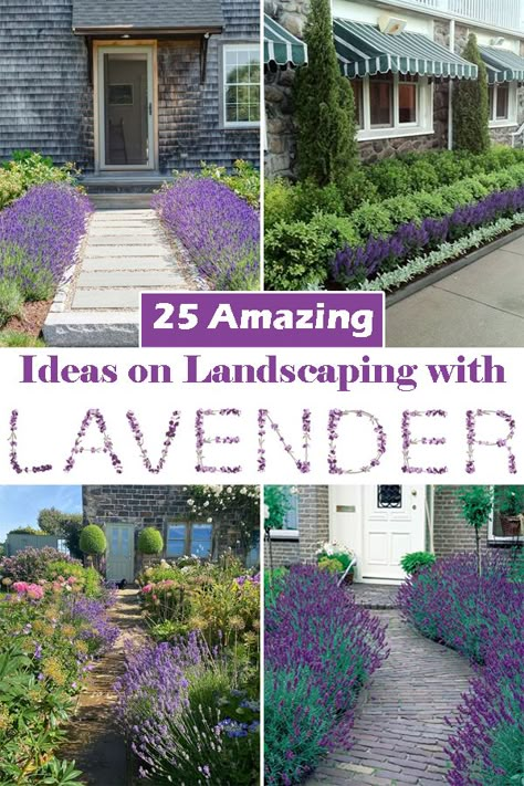 Boxwood Lavender Landscaping, Lavender Walkway Paths, Lavender Plant Front Door, Lavender And Rosemary Landscaping, Front Yard Landscaping Lavender, Boxwoods And Lavender, Lavender In Front Yard, Lavender Garden Ideas Landscaping, Landscaping Front Yard Lavendar