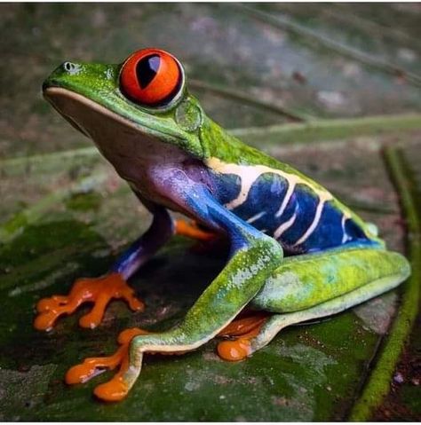 Rainforest Frog, Regard Animal, Amazing Frog, Wild Animals Photography, Red Eyed Tree Frog, Photo Animaliere, Frog Illustration, Frog Pictures, Frog Drawing