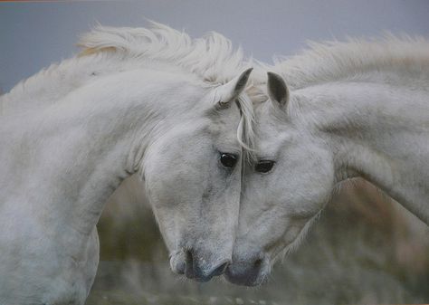 copyright Flicker's Caat4president. Horses Kissing, Camargue Horse, Horse Rearing, Year Of The Horse, Two Horses, Southern France, Rare Breed, White Horses, Pretty Horses