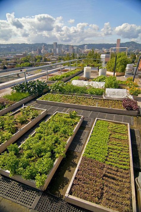 Rooftop Garden Urban, Garden Roof, Roof Garden Design, Roof Gardens, Small Vegetable Gardens, Rooftop Terrace Design, Pergola Design, Rooftop Patio, Terrace Design