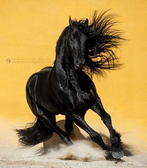 Bold and beautiful black horse running in the sand. Friesian Stallion, Friesian Horses, Beautiful Horses Photography, Cai Sălbatici, Horse Photographer, Beautiful Horse Pictures, Horse Wallpaper, Black Horses, Most Beautiful Horses