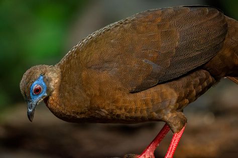 Lophura bulweri - female | Bulwer's Pheasant | Benjamin Naden | Flickr Bulwer's Pheasant, Pheasant