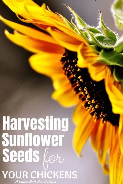 Horticulture Projects, Harvesting Sunflower Seeds, Traditional Homemaking, Homestead Livestock, Homestead Tips, Homestead Diy, Feeding Chickens, Animal Foods, Homesteading Life