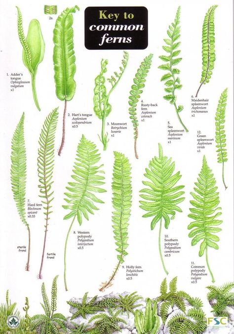 Key to Common Ferns Indoor Ferns, Types Of Ferns, Yard Inspiration, Ferns Garden, Backyard Plants, Green Things, Backyard Pools, Fern Plant, Plant Identification