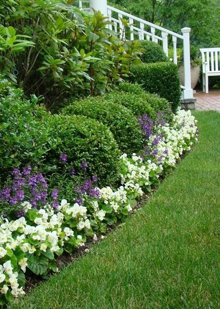 White Wax Begonias  Wax begonias are tender perennials in Zones 8-11 but I grow them as a flower suitable for edging beds in light shade. It has waxy leaves and produces clusters of single or double white flowers. Wax begonias bloom non-stop throughout the entire season until first frost. It looks great with another annual, Purple Angelonia, as I planted here. Garden Ideas India, Terraced Vegetable Garden, Small Front Gardens, Landscape Gardening, Front Garden Design, Front Yard Design, Meteor Garden 2018, Front Landscaping, Garden Shrubs