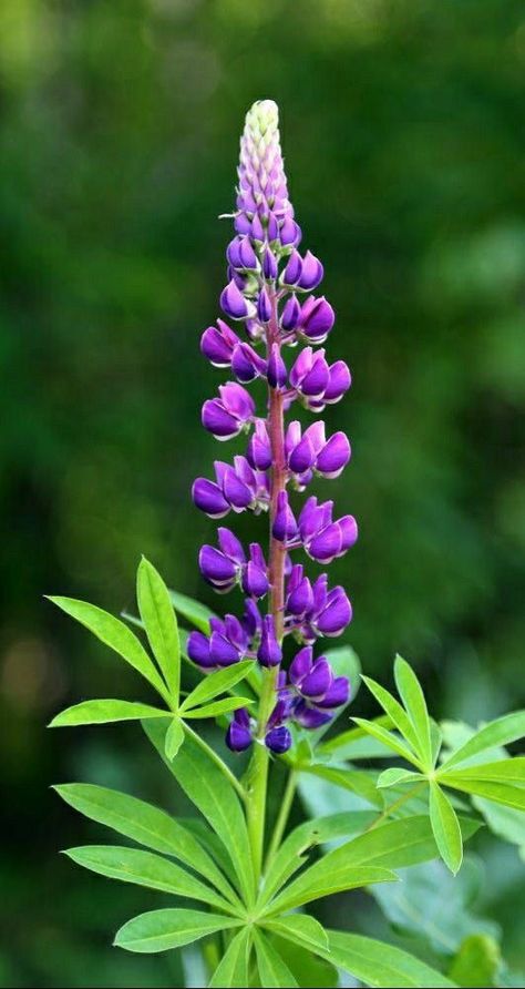 ♔ Fleurs de Lupine - Lupinus Flowers Dream Backyard Garden, Lupine Flowers, Herb Farm, Tall Flowers, Herbaceous Perennials, North And South, Delphinium, Perennial Plants, Beautiful Blooms