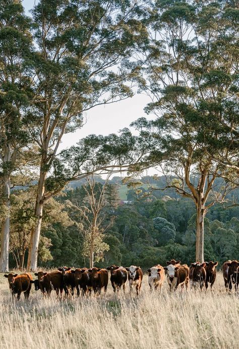 Farmhouse Australia, Farm Australia, Australian Countryside, Farmhouse Photography, Rural Australia, Contemporary Country Home, Rural Photography, Australian Country, Hereford Cattle