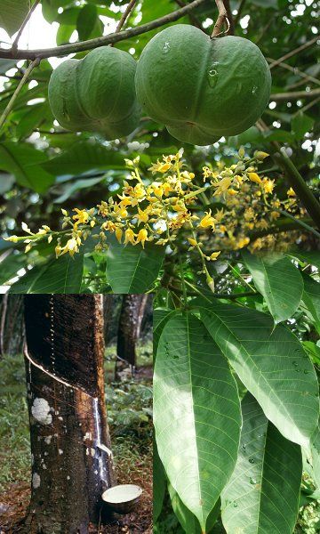 Hevea brasiliensis, the Para rubber tree, sharinga tree, or, most commonly, the rubber tree, is a tree belonging to the family Euphorbiaceae. It is the most economically important member of the genus Hevea. It is of major economic importance because the milky latex extracted from the tree is the primary source of natural rubber. Weird Fruit, Greek Flowers, Hevea Brasiliensis, Bangladeshi Food, Hot Wheels Party, Tree Species, Forest Plants, Alpine Plants, Amazon River