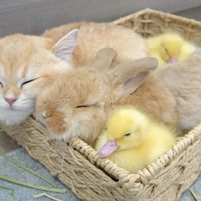 Cats Empire - Duckling, Kitten and Bunny sleeping together... | Facebook Kittens And Bunnies, Bunnies And Kittens, Rabbit And Cat Together, Cute Animals Together, Bunnies Sleeping, Kitten And Bunny, Bunny And Duck, Dog And Bunny, Bunny And Cat