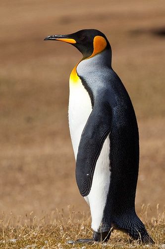 Penguin Pictures, Penguin Species, Penguin Coloring, Penguin Drawing, King Penguin, Penguin Art, Emperor Penguin, Penguin Love, Flightless Bird