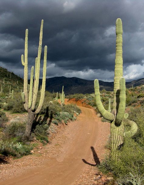 Arizona cactus | by jeffdoolittle4 Arizona Cactus, Desert Life, Desert Vibes, Dark Clouds, Southwest Desert, Dark Sky, Saguaro Cactus, Sonoran Desert, Dirt Road