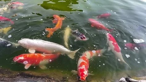 Koi Swimming, Koi Fish Swimming, Swimming Fish, Fish Swimming, Koi Fish, Carp, Koi, Stock Video, Fish Pet