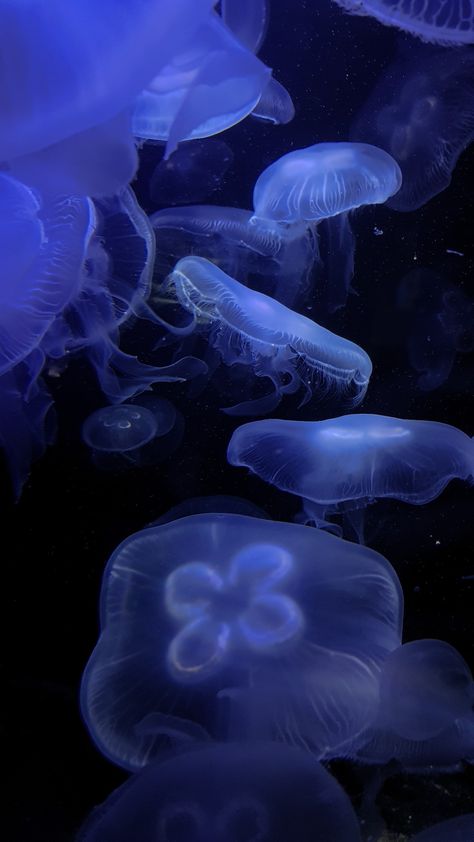 aesthetic purple blue moon jellyfish wallpaper Jellyfish Pictures, Moon Jellyfish, Blue Jellyfish, Jellyfish Art, Beautiful Sea Creatures, Iphone Wallpaper Photos, Iphone Wallpaper Themes, Ocean Wallpaper, Ocean Vibes