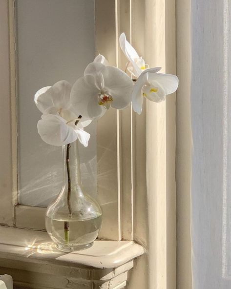 Orchid Arrangements, Flowers Photo, Cream Aesthetic, Instagram Beauty, Spring Aesthetic, White Orchids, Beige Aesthetic, Spring Blooms, Orchid Flower