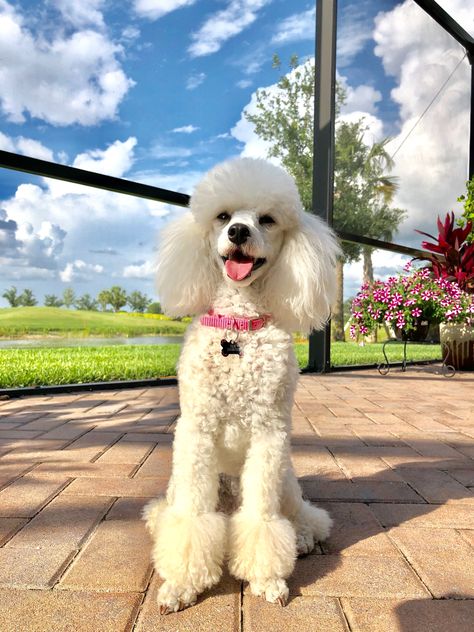 White Toy Poodle Haircut Styles, Mini Poodle Haircut, White Mini Poodle, Toy Poodle White, Miniature Poodle Haircuts, Poodle Puppy Cut, Poodle Puppy White, Anjing Poodle, Toy Poodle Haircut