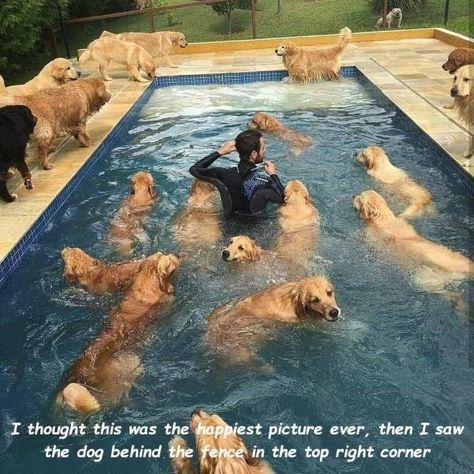 Not What I Thought... Golden Retriever Mix, Psy I Szczenięta, 골든 리트리버, Retriever Puppy, Golden Retrievers, In The Pool, Funny Animal Pictures, Dog Memes, Best Funny Pictures