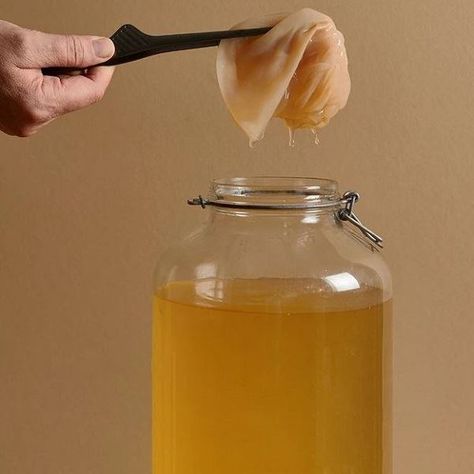 Benefits Of Kombucha, Jun Kombucha, Making Kombucha, Kombucha Benefits, Kombucha Scoby, Green Tea And Honey, 2024 Moodboard, Fermented Tea, Milk Kefir