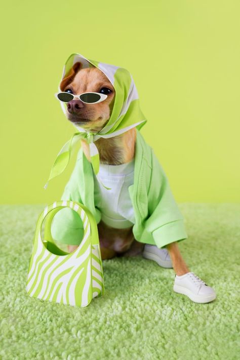 Instagram Dog Influencer Boobie Billie's Collection of Bags Dog Fashion Clothes, Gatos Cool, Animal Photoshoot, Dog Photoshoot, Dog Fashion, Animal Phone Cases, Cute Dog Pictures, Animal Room, Cute Animals Images