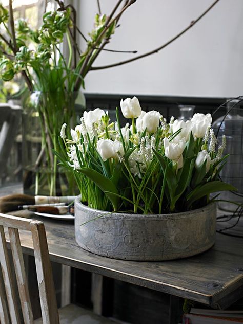 Container Gardening With French Country Flair | Hometalk Tulpen Arrangements, Tulips Arrangement, Gladioli, Deco Nature, Have Inspiration, Nails 2021, Spring Bulbs, White Tulips, White Gardens