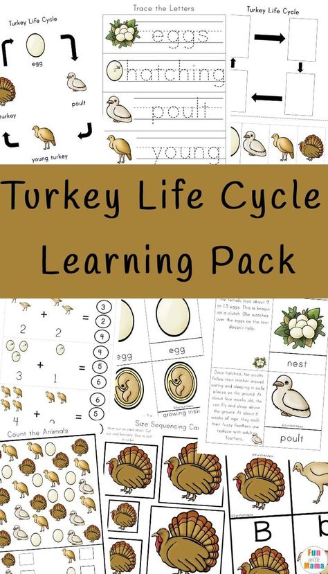 Turkey Life Cycle - Make learning fun with these turkey learning activities for Fall. If you are looking to plan Fall and Thanksgiving homeschool curriculum then this will be a great addition to your homeschool class.   Your kids will enjoy these fun learning printables. #homeschool #homeschooling #lessonplanning #thanksgivinglearning #thanksgivingprintables #learningprintables   Fun with Mama Thanksgiving Homeschool, Thanksgiving Unit Study, Homeschool Thanksgiving, Pirate Maths, Thanksgiving Learning, Life Cycles Activities, Bird Facts, November Activities, Toddler Homeschool