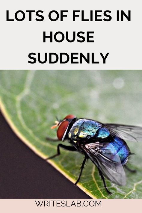 LOTS OF FLIES IN HOUSE SUDDENLY House Flies How To Get Rid, Get Rid Of Flies In House, Flies In House Get Rid Of, How To Get Rid Of Flies In The House, How To Get Rid Of Flies, Killing Flies, Fly Infestation, Get Rid Of Flies, Black Fly