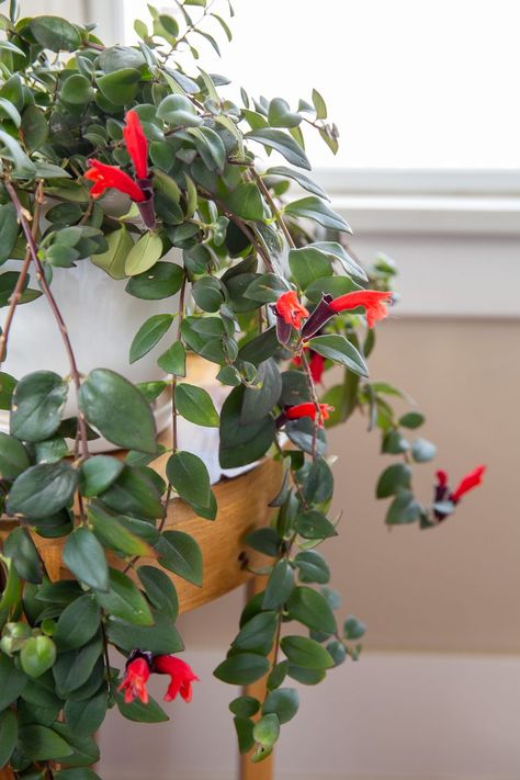 Lipstick Plant Houseplant, Lipstick Plant Care, Lisa Lipstick, Garden 101, Pothos Plant Care, Florida Landscape, Watermelon Plant, Lipstick Plant, Lucky Plant