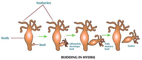 Asexual Reproduction Definition, Examples, Types, Advantages Asexual Reproduction In Animals, Types Of Asexual Reproduction, Fern Spores, Asexual Reproduction, Annelid, 11th Chemistry, Class 12 Maths, Cnidaria, 12th Maths