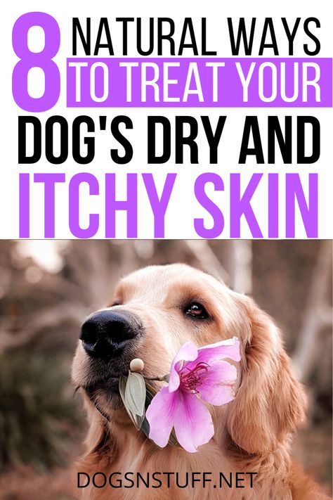 Itchy Skin Remedies, Dog Dry Skin Remedy, Dog Itchy Skin Remedy, Itchy Dog Remedies, Itchy Skin Remedy, Itchy Dog Skin, Dog Dry Skin, Dog Skin Problem, Pet Remedies