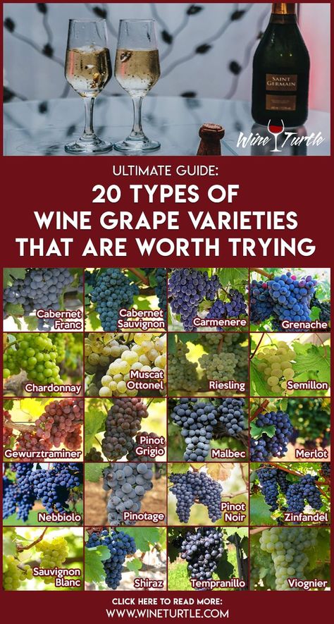 We've compiled the most important information about 20 popular grape varieties that you'll likely come across on people's wine racks. #winegrapes, #winehumor, #winebottle Grape Types, Wine Chart, Grape Vineyard, Wine Facts, Different Types Of Wine, Grape Varieties, Best Red Wine, Wine Knowledge, Wine Grapes