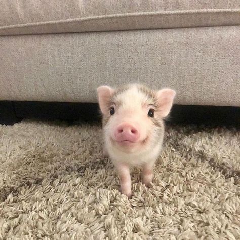 Micro Pigs, Hello How Are You, Teacup Pigs, Cutee Animals, Cute Piglets, Mini Pigs, Cute Piggies, Pet Pigs