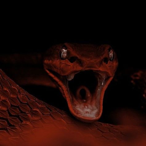 serpent, snake, reptile, wildlife, scary, animal, tongue, creepy, python, toxicant, danger, fear, feather boa, dark, viper Separation Spell, Daena Targaryen, Psychological Help, Revenge Spells, Arte Grunge, Feeling Weak, Sendai, Psychic Readings, In A Hurry