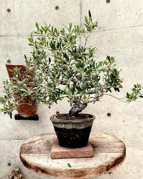 Olive Bonsai (Olea europaea) Growth and Care Explained Olive Bonsai Tree, Olive Bonsai, Olive Tree Bonsai, Olive Plant, Bonsai Care, Bonsai Techniques, Wild Olive, Indoor Bonsai, Olea Europaea