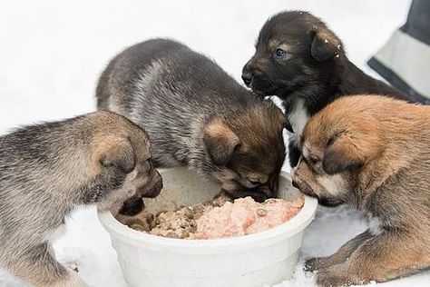 The Best Feeding Schedule for New Puppies - Neater Pets Puppy Feeding Schedule, Puppy Feeding, Puppy Stages, Canned Dog Food, Puppy Food, Small Meals, Dry Dog Food, 5 Months, A Puppy