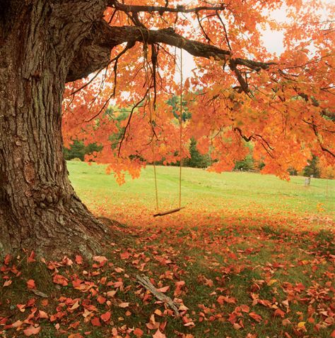 Fall Reference Photos, Tree In Autumn, Fairy Gown, Cloudy Weather, Fall Tree, Autumn Tree, Autumn Scenes, Autumn Scenery, Big Tree