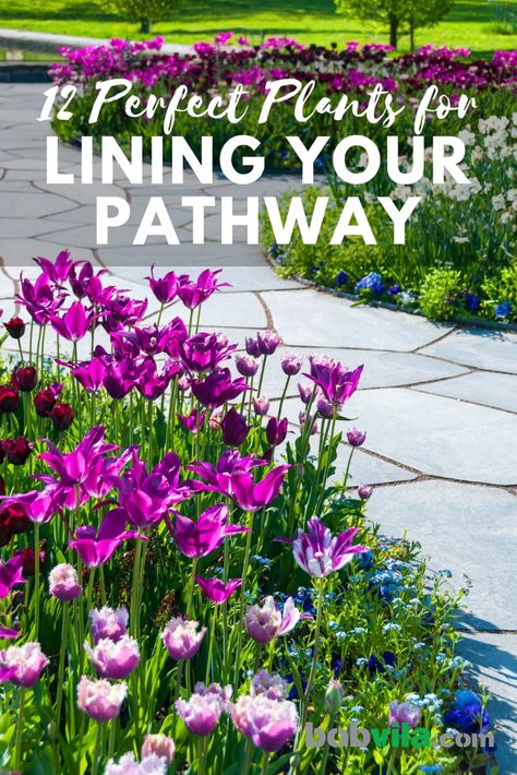 12 Perfect Plants for Lining Your Pathway Pathway Planting Ideas, Flowers For Walkway Front Yards, Lined Walkway Landscaping, Walk Way Flowers Pathways, Lining Driveway With Plants, Sunny Walkway Landscaping, Sunny Border Plants, Flower Bed Walkway Pathways, Walkway Plant Ideas