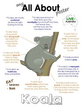 My All About Book Koala Fun & educational printable on koalas / Australian animals / marsupials! https://www.teacherspayteachers.com/Store/Courtney-Mckerley Koala Poster Board Project, Koala Poster, Australia Fun Facts, Australia For Kids, Fun Facts For Kids, Rainforest Animals, Color Poster, Polar Animals, Australia Animals